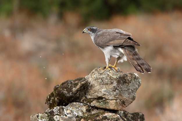 Northern goshawk adult female on a rock with the last lights of an autumn day in a forest of oaks, pines and cork oaks