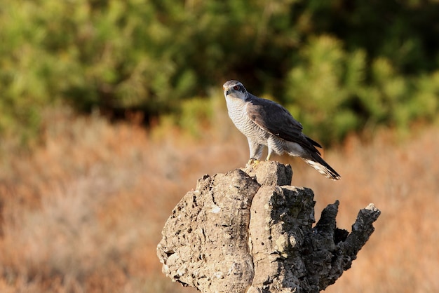 Northern goshawk adult male on a cork oak trunk with the last lights of an autumn day in a forest of oaks, pines and cork oaks