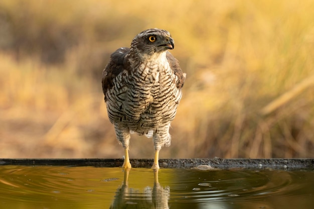 Northern goshawk male drinking and bathing at a water point in a Mediterranean forest