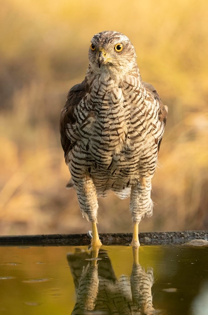 Northern goshawk male drinking and bathing at a water point in a Mediterranean forest