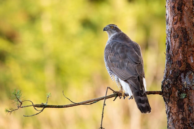 Northern goshawk sitting on branch in forest from back