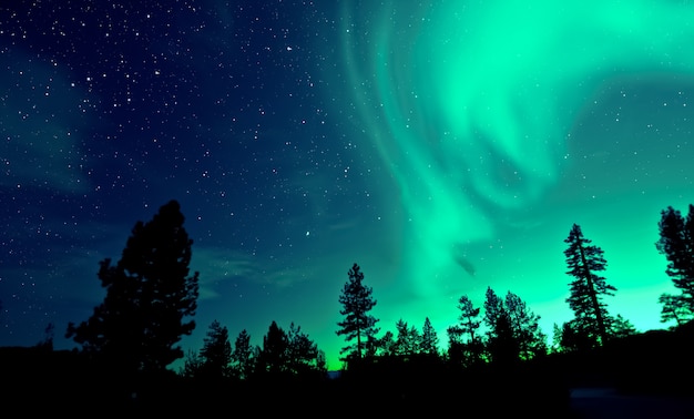 Northern lights aurora borealis over trees 