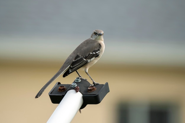 A Northern mockingbird bird perched on a fence pole