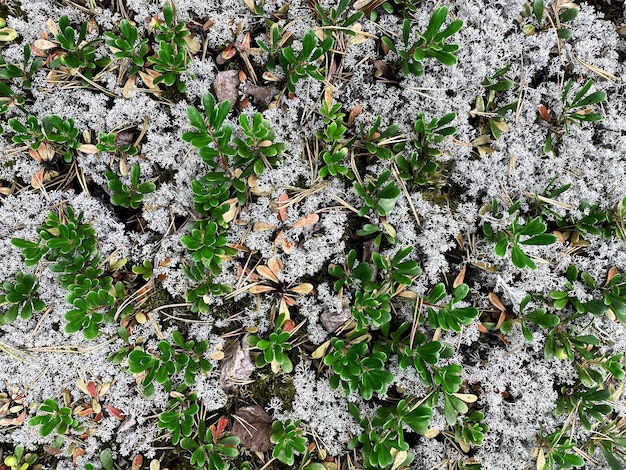 Northern moss top view