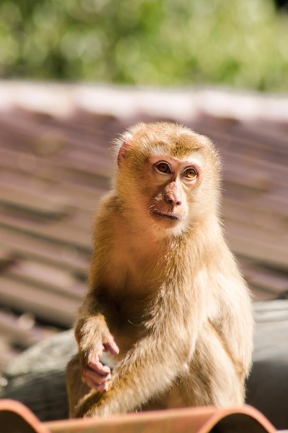 Northern pigtailed macaque resting on the roof