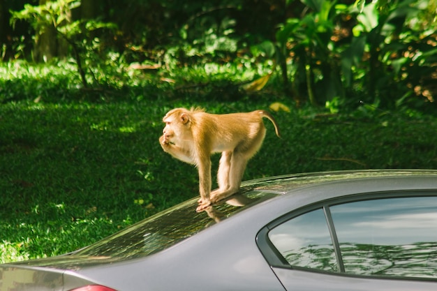 Northern pigtailed macaque on the roof of the car