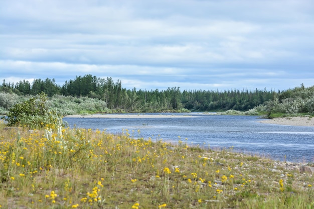 Northern taiga river in the Polar Urals