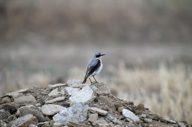 Northern wheatear male Oenanthe oenanthe