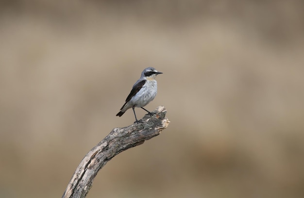 Northern wheatear male Oenanthe oenanthe