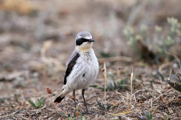 Northern wheatear male Oenanthe oenanthe