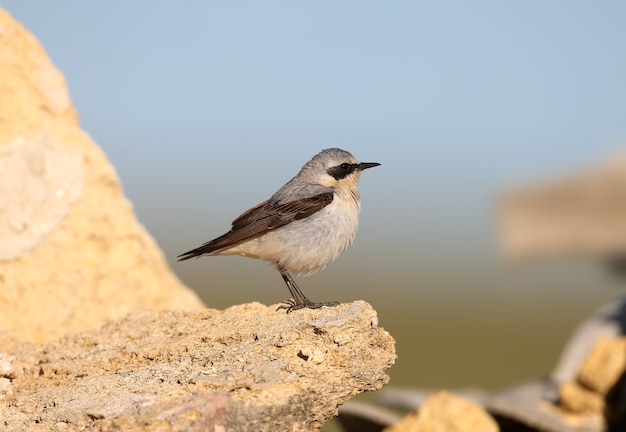 A northern wheatear (Oenanthe oenanthe) male in breeding plumage stands on a stone