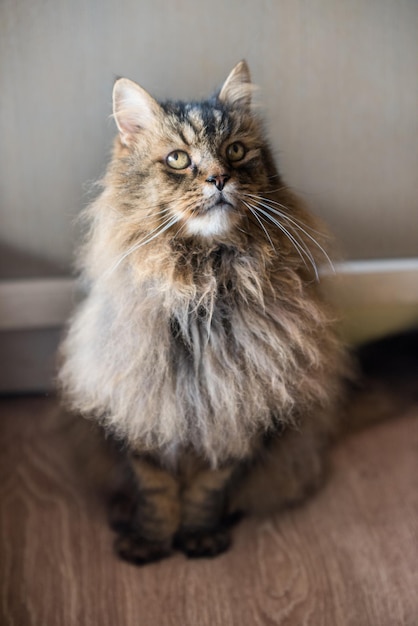 Norvegian forest cat close up portrait at home