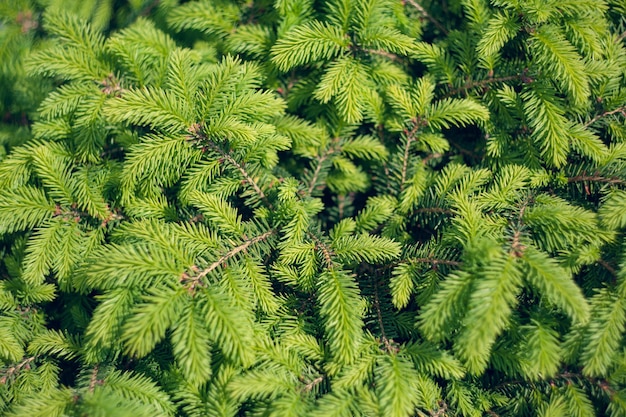 Norway spruce - Picea abies or European spruce new needles. Natural coniferous background texture. Selective focus blur.