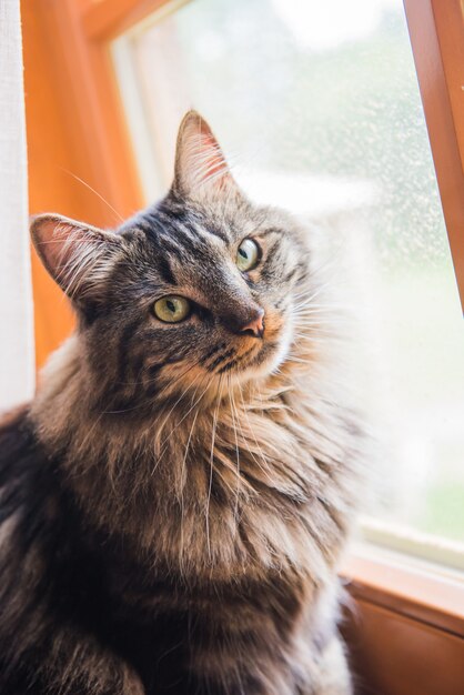 Norwegian cat Sitting on Window Sill looking out the window Enjoying Sun