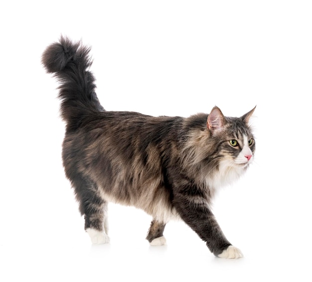 Norwegian Forest cat in front of white background