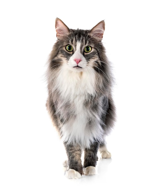 Norwegian Forest cat in front of white background