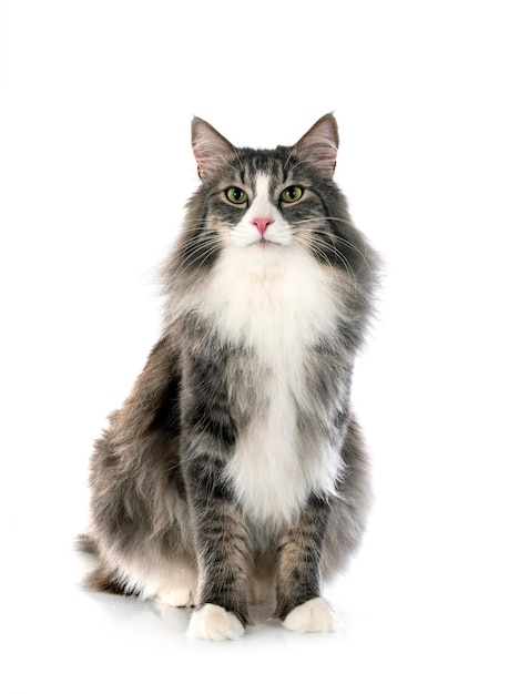 Norwegian Forest cat in front of white background