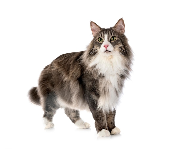 Norwegian Forest cat in front of white background