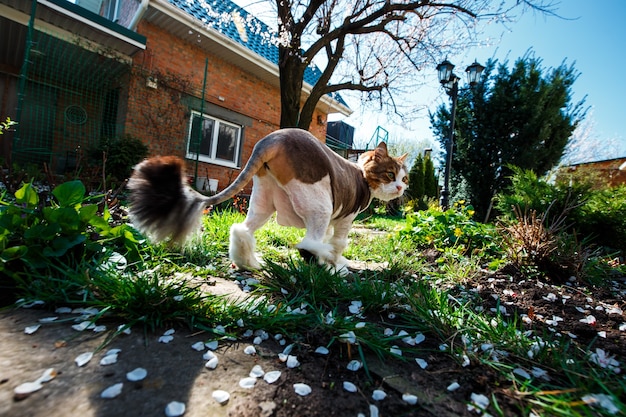 Norwegian Forest Cat walks through the courtyard of the house in the garden which is covered with petals of a blossoming tree apricot.