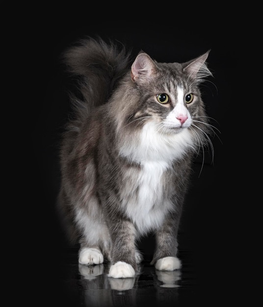 Norwegian Forest cat