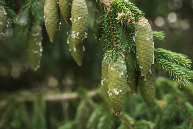 Norwegian spruce Cones in the resin Young green spruce cones