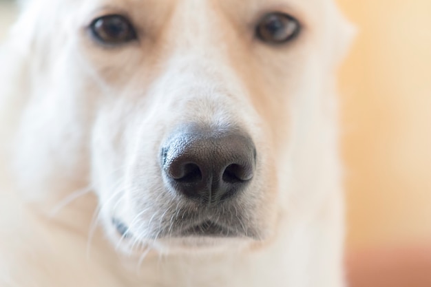 Nose closeup head of a light dog