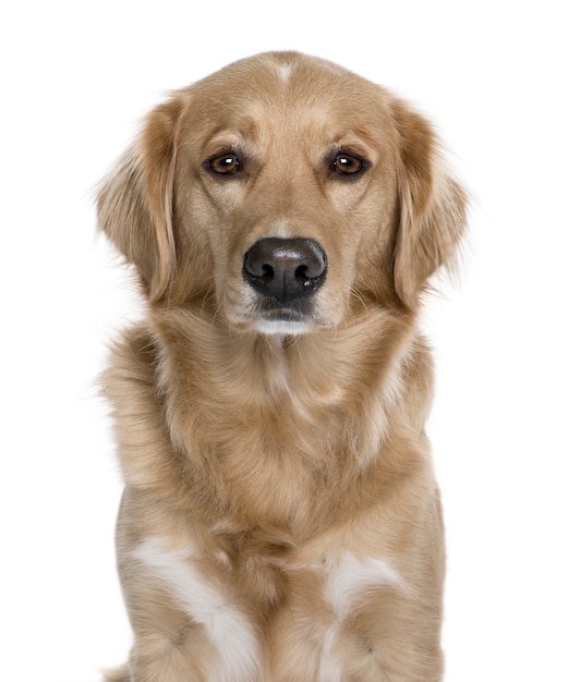 Nova Scotia Duck Rolling Retriever, 5 years old. Dog portrait isolated