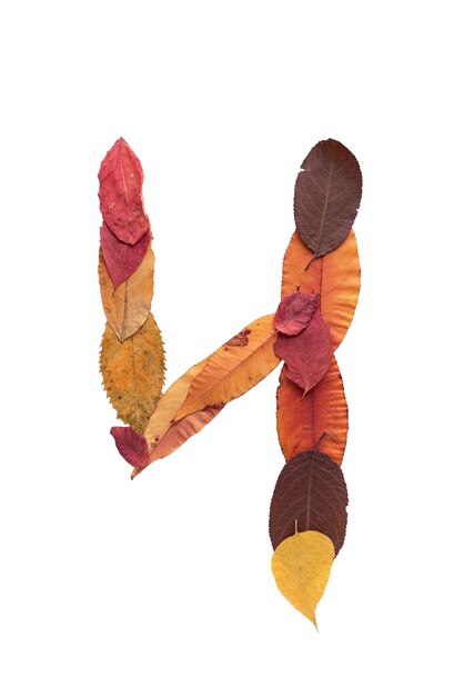 Number 4 autumn leaves isolate on white background