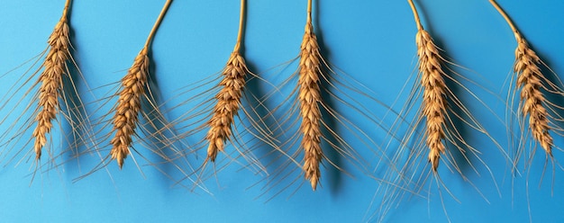 A number of ripe wheat spikelets over blue paper background