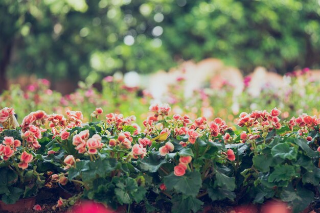 Numerous bright flowers of tuberous begonias (Begonia tuberhybrida) in garden.