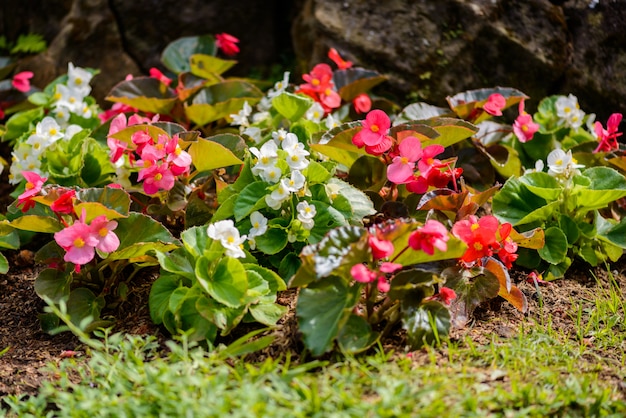 Numerous bright flowers of tuberous begonias (Begonia tuberhybrida) in garden