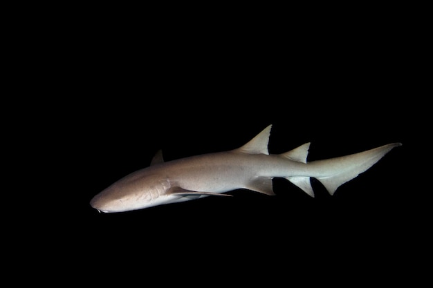 Nurse Shark close up on black at night