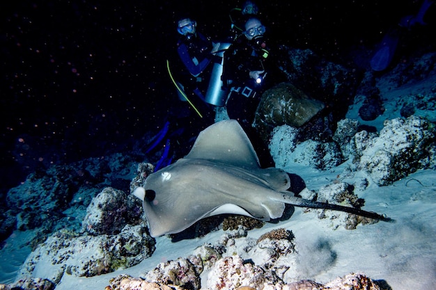 Photo nurse shark close up on black at night