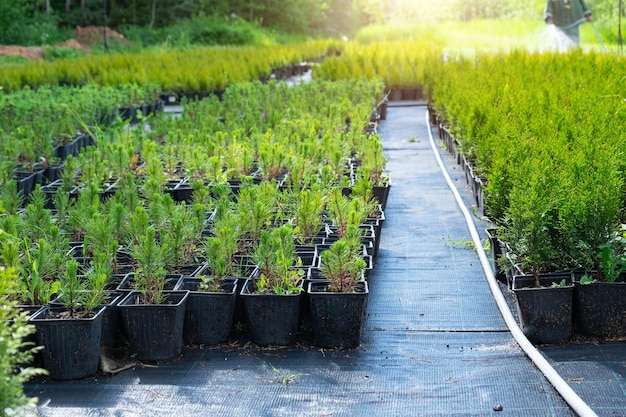 Nursery of coniferous plants in pots with a closed root for planting on your garden plot