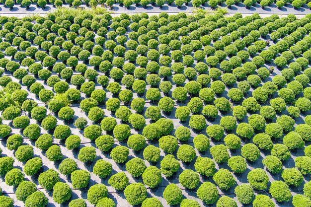 Nursery of potted chrysanthemum flowers