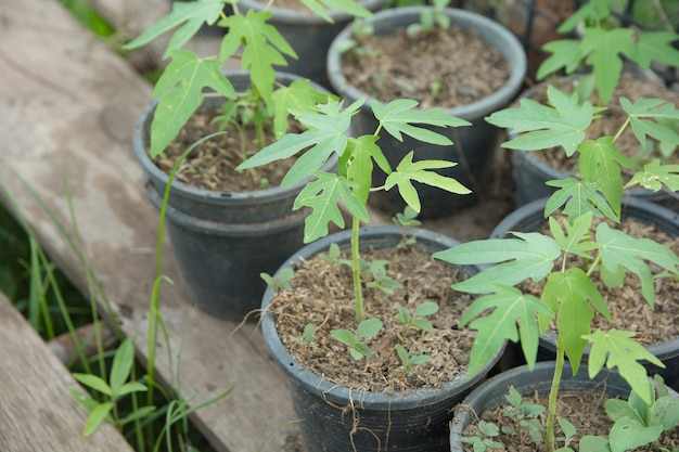 Nursery seedlings papaya plant farming in plastic pot