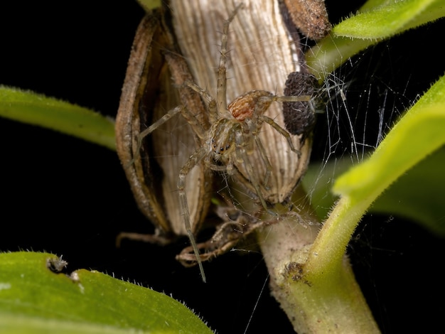 Nursery Web Spider of the Family Pisauridae