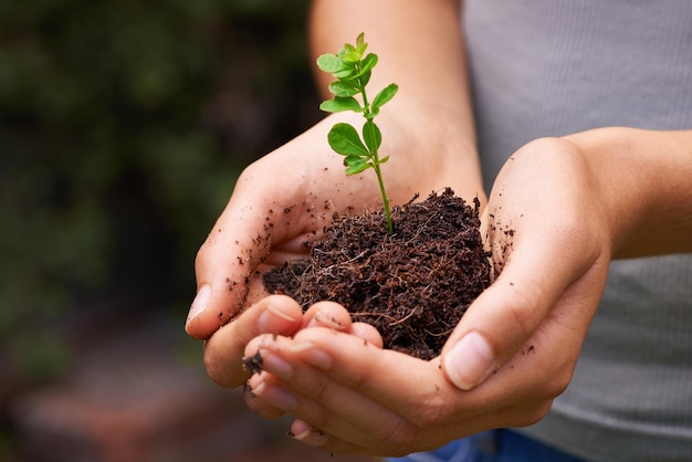 Nurturing the balance of nature Cropped shot of a young womans hands holding a seedling