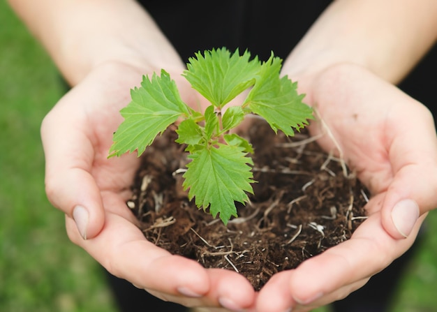 Nurturing Nature's Promise Hand Holding a Small Plant Symbolizing Growth and Hope