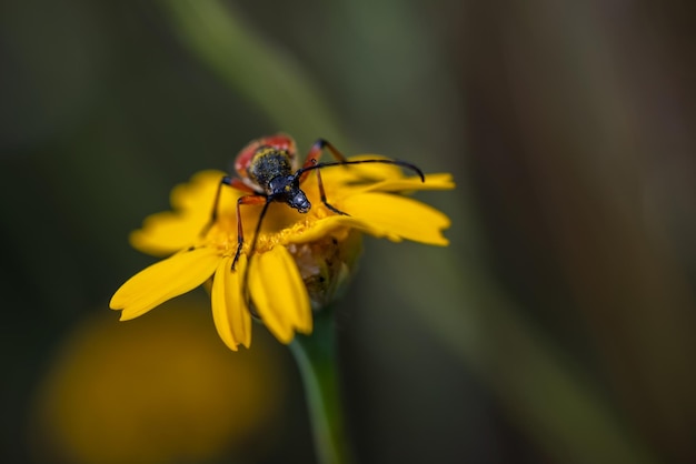 Nustera distigma is a species of beetle insect of the Cerambycidae family