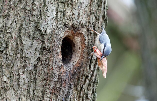 Nuthatch collecting leaves to line its nest