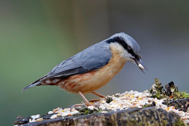 Nuthatch collecting seeds at a feeding area