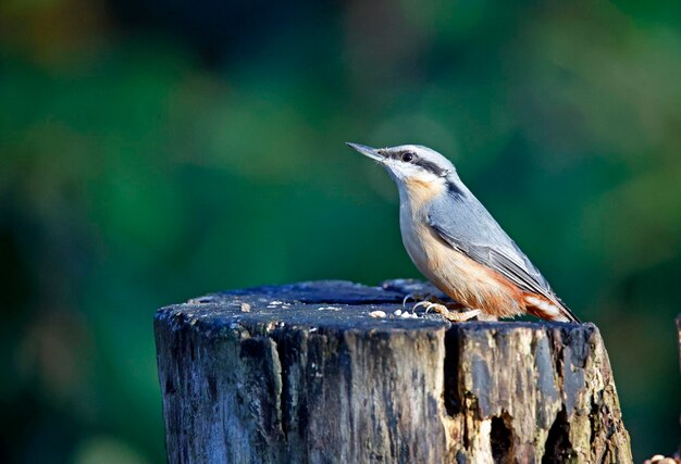 Nuthatch collecting seeds and nuts