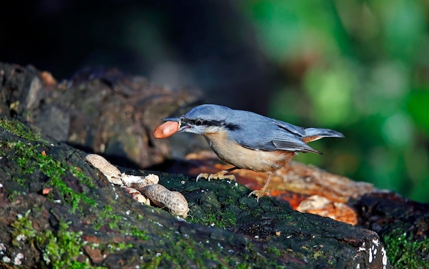 Nuthatch collecting seeds and nuts