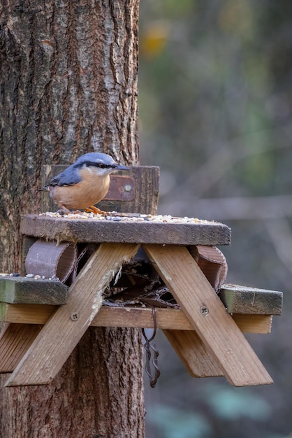 Nuthatch foraging for seed from a miniature bird table