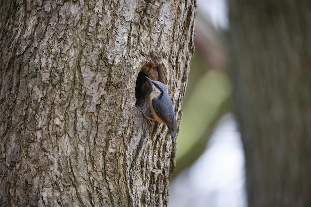 Nuthatch preparing its nest in a hole in a tree.