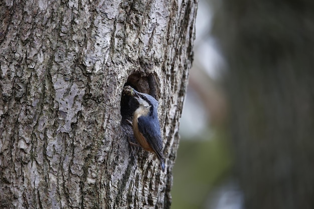 Nuthatch preparing its nest in a hole in a tree.