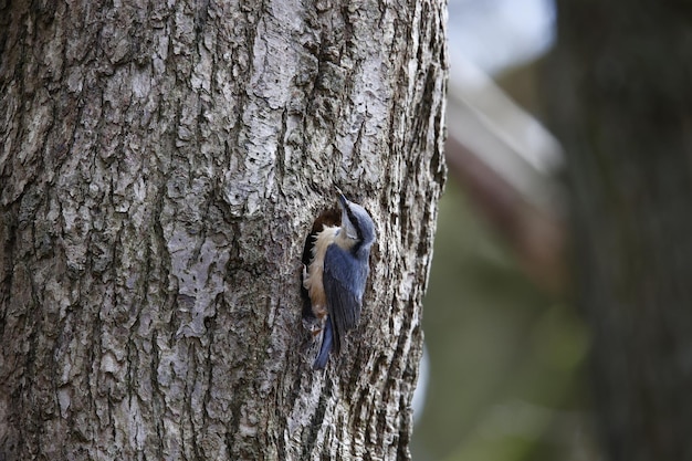 Nuthatch preparing its nest in a hole in a tree.