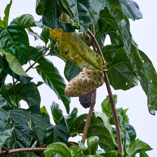 The Nutritious Noni. A Tropical Treasure