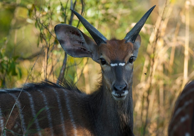 Nyala antelope male and female Kruger National Park South Africa